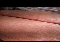 Bintangor Veneer Natural Wood For Plywood