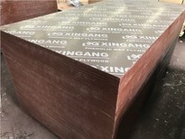 Brown Film Faced Plywood Eucalyptus Phenolic WBP
