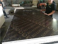 Building Plywood Black Film Brown Film Faced Plywood 12mm