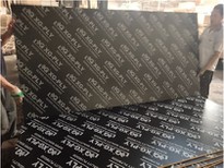 Film Faced Plywood Factory-Xingang Global Group